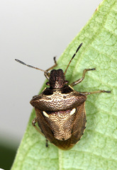 Eysarcoris aeneus