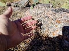Campanula reverchonii