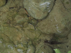 Aquarius elongatus