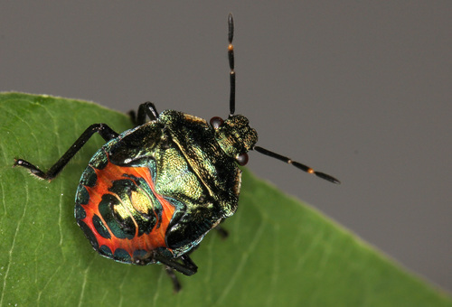 Bronze Shield Bug