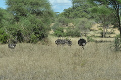Struthio camelus massaicus