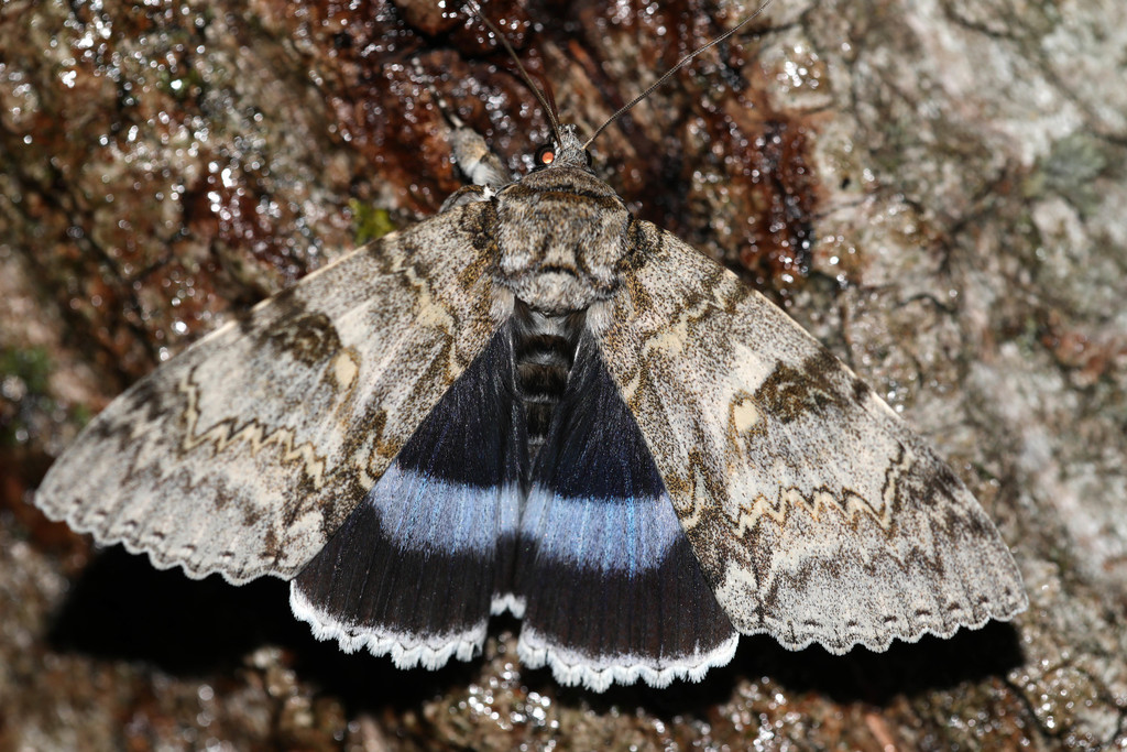 Blue Underwing