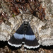 Blue Underwing - Photo (c) Martin Grimm, some rights reserved (CC BY-NC), uploaded by Martin Grimm