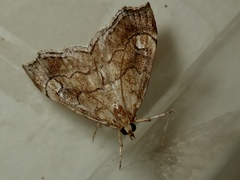 Scybalistodes periculosalis