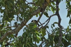 Eurocephalus ruppelli