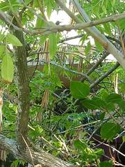 Colaptes melanochloros