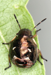 Rubiconia intermedia