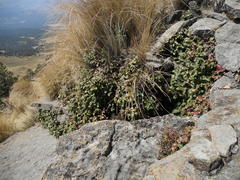 Berberis alpina