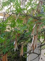 Colaptes melanochloros