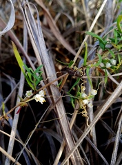 Cuscuta pentagona