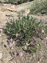 Eriogonum coloradense