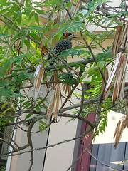 Colaptes melanochloros