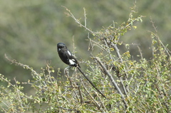 Lanius melanoleucus