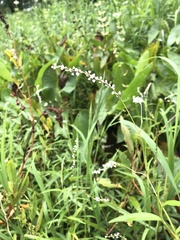 Persicaria setacea