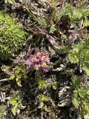 Castilleja pulchella