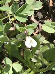 Noccaea fendleri