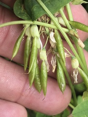 Astragalus americanus