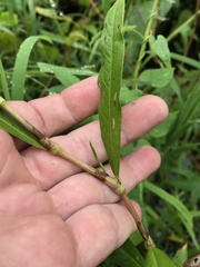 Persicaria setacea