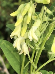 Astragalus americanus
