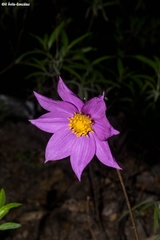 Dahlia wixarika