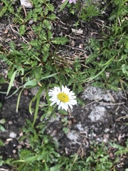 Erigeron melanocephalus