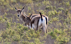 Gazella subgutturosa