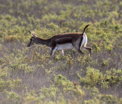 Gazella subgutturosa