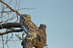 Glaucidium perlatum