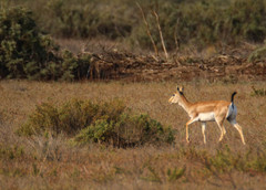 Gazella subgutturosa