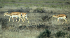 Gazella subgutturosa