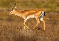 Gazella subgutturosa