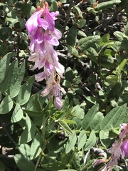 Hedysarum occidentale