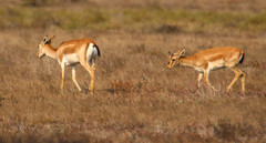 Gazella subgutturosa