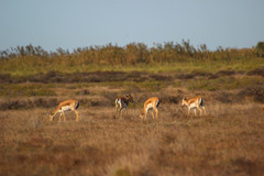Gazella subgutturosa