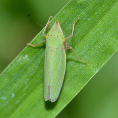 Draeculacephala balli