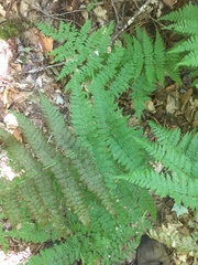 Dryopteris campyloptera