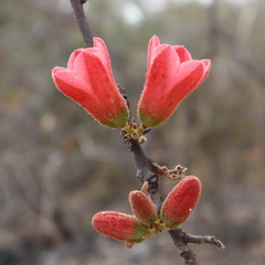 Brachychiton chillagoensis