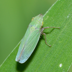 Draeculacephala balli