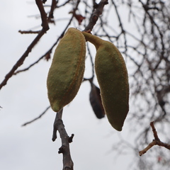 Brachychiton chillagoensis