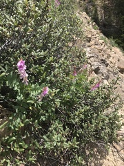 Hedysarum occidentale