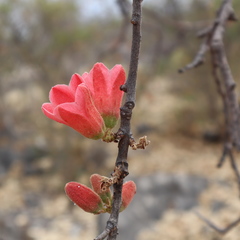 Brachychiton chillagoensis