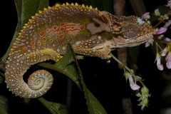 Bradypodion ventrale