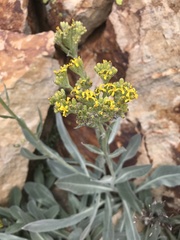 Senecio atratus