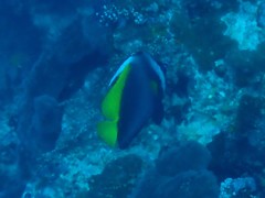 Heniochus singularius