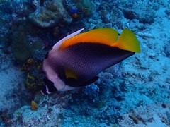 Heniochus singularius