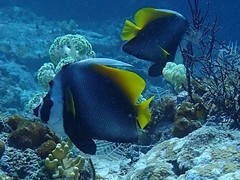 Heniochus singularius