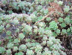 Aeonium haworthii