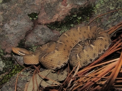 Crotalus willardi silus
