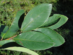 Cotoneaster gamblei