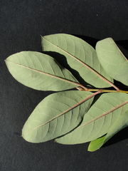 Cotoneaster gamblei